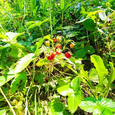 приказка Луксозна вила Клисура