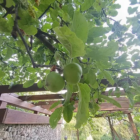 Villa приказка *