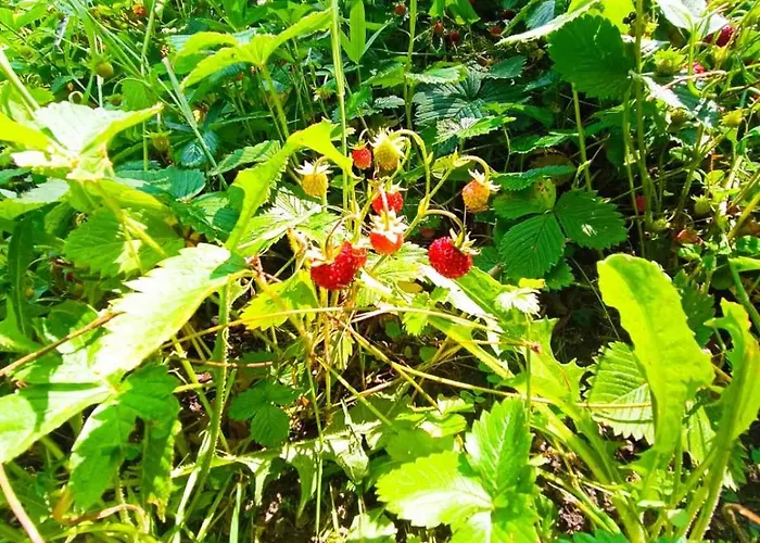 приказка Villa Klisura (Plovdiv)