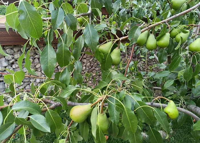 Villa приказка